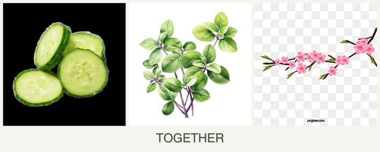 Can you plant cucumbers, oregano and peaches together?