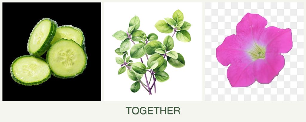 Can you plant cucumbers, oregano and petunias together?
