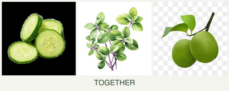 Can you plant cucumbers, oregano and plums together?