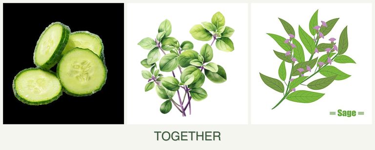 Can you plant cucumbers, oregano and sage together?
