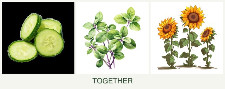 Can you plant cucumbers, oregano and sunflowers together?