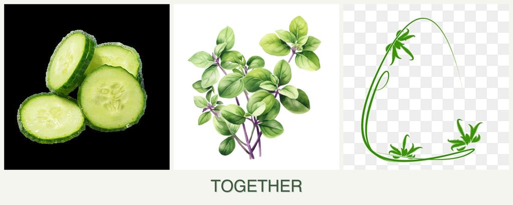 Can you plant cucumbers, oregano and tarragon together?