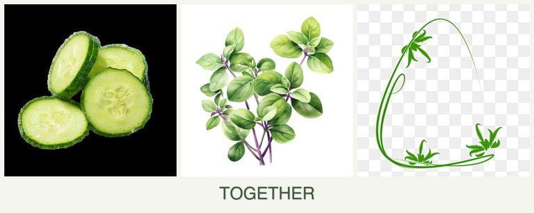 Can you plant cucumbers, oregano and tarragon together?