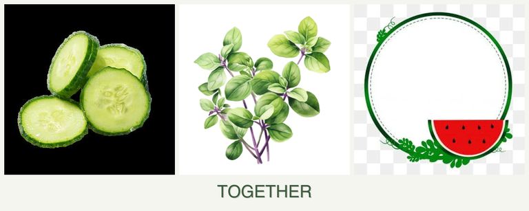Can you plant cucumbers, oregano and watermelons together?