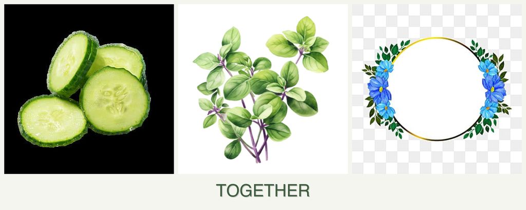 Can you plant cucumbers, oregano and zinnias together?