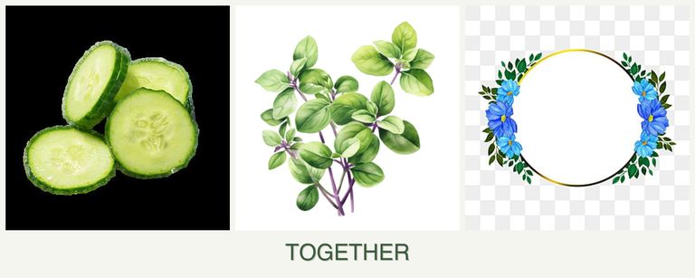 Can you plant cucumbers, oregano and zinnias together?