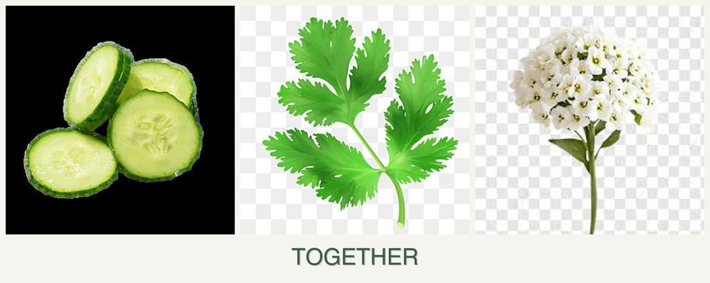 Can you plant cucumbers, parsley and alyssum together?