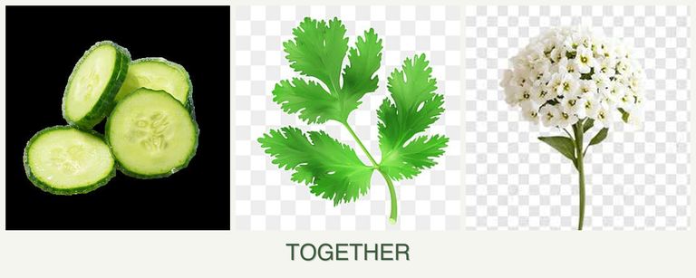 Can you plant cucumbers, parsley and alyssum together?