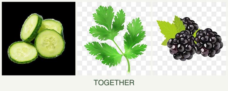 Can you plant cucumbers, parsley and blackberries together?