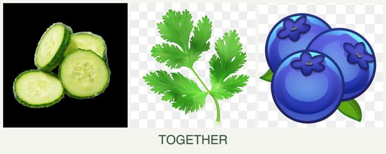 Can you plant cucumbers, parsley and blueberries together?