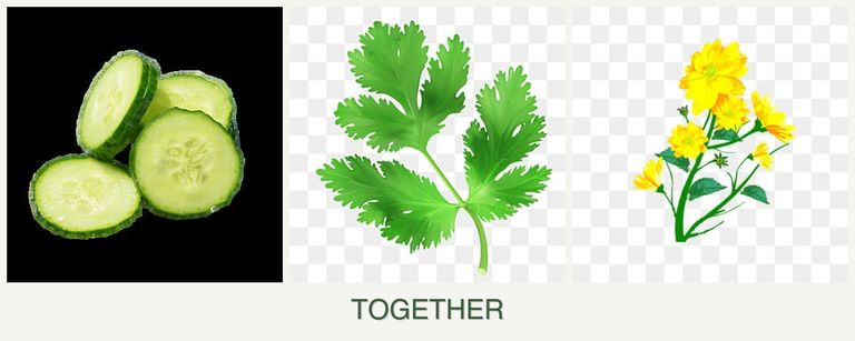 Can you plant cucumbers, parsley and calendula together?