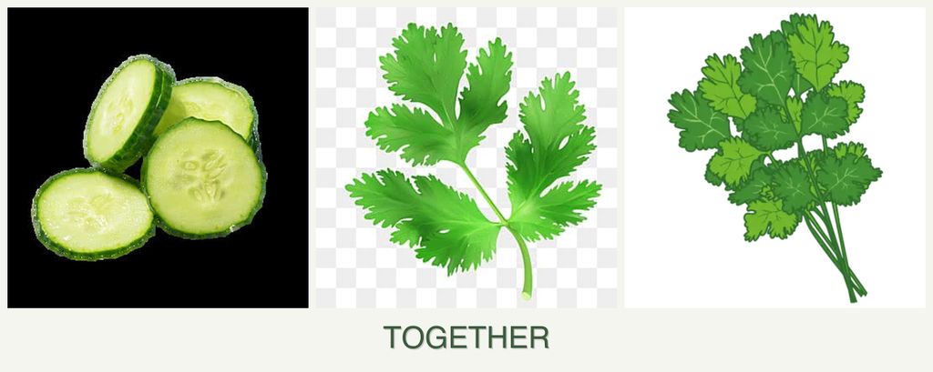 Can you plant cucumbers, parsley and cilantro together?