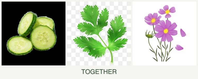 Can you plant cucumbers, parsley and cosmos together?