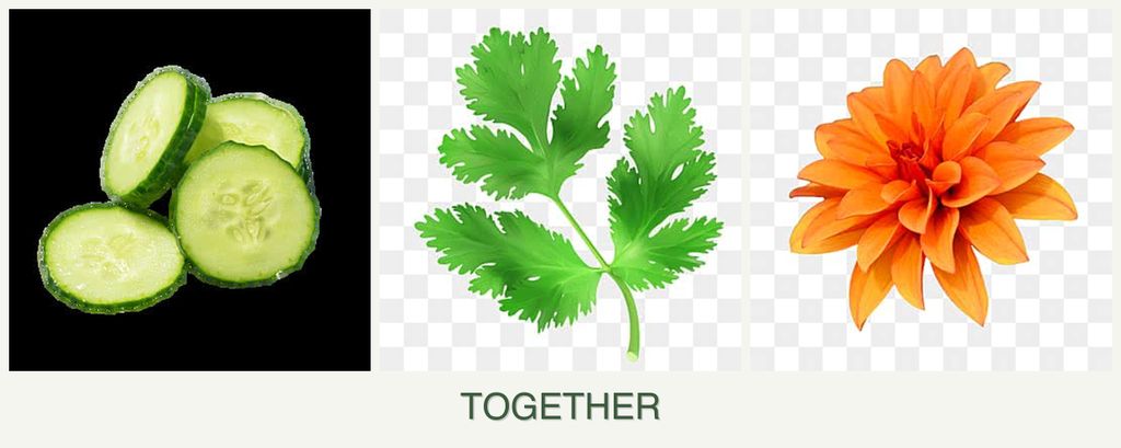 Can you plant cucumbers, parsley and dahlias together?