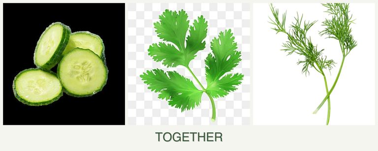 Can you plant cucumbers, parsley and dill together?