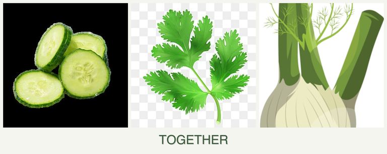 Can you plant cucumbers, parsley and fennel together?