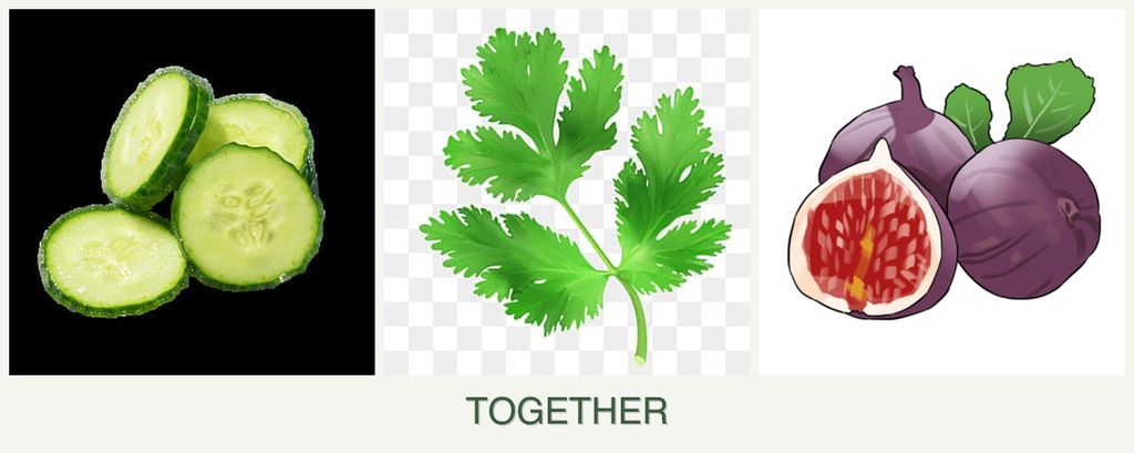 Can you plant cucumbers, parsley and figs together?
