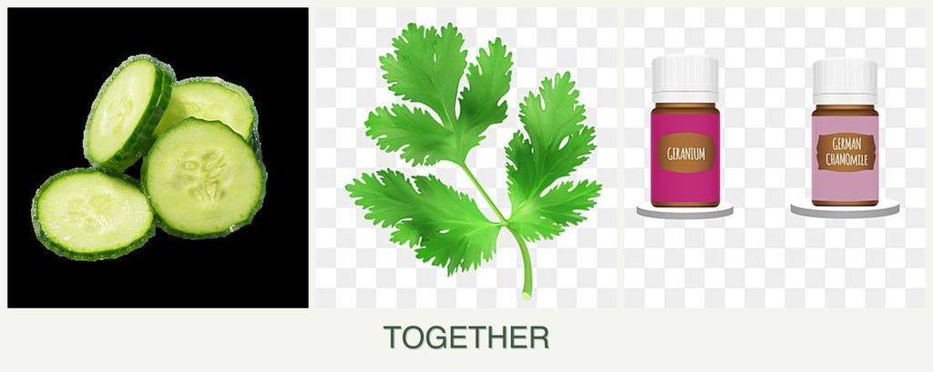 Can you plant cucumbers, parsley and geraniums together?