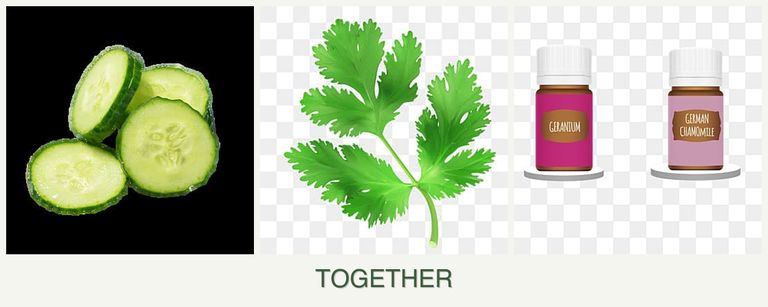 Can you plant cucumbers, parsley and geraniums together?