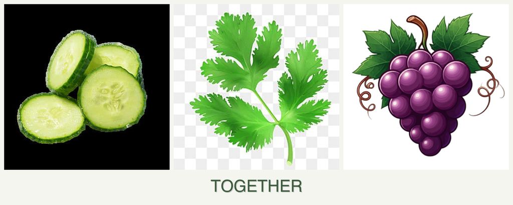 Can you plant cucumbers, parsley and grapes together?