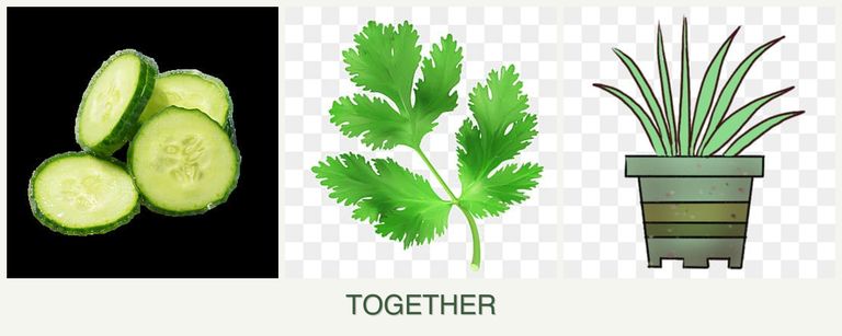 Can you plant cucumbers, parsley and lemongrass together?