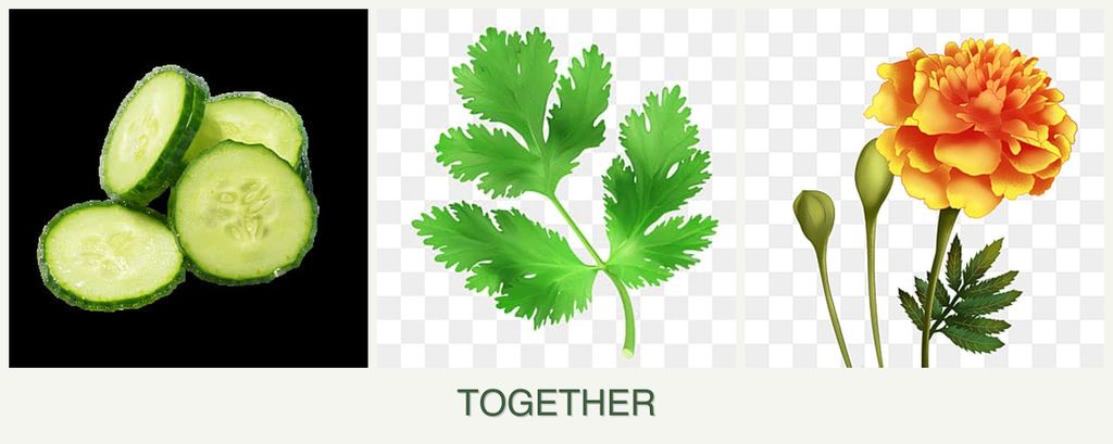 Can you plant cucumbers, parsley and marigolds together?