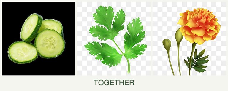 Can you plant cucumbers, parsley and marigolds together?