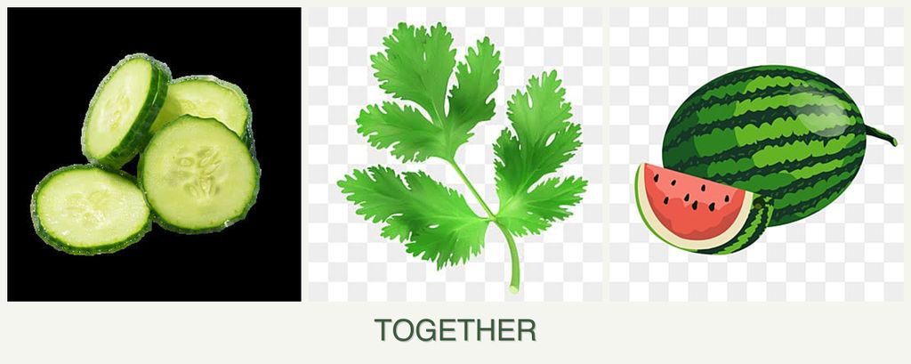 Can you plant cucumbers, parsley and melons together?