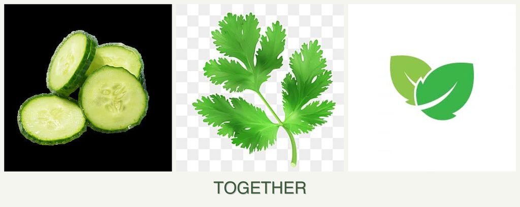 Can you plant cucumbers, parsley and mint together?