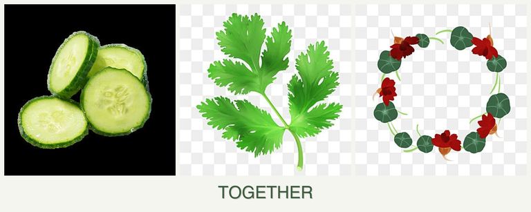 Can you plant cucumbers, parsley and nasturtiums together?