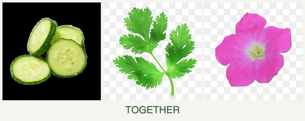 Can you plant cucumbers, parsley and petunias together?