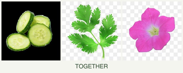 Can you plant cucumbers, parsley and petunias together?