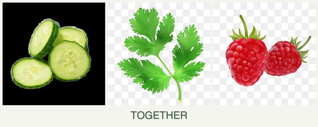 Can you plant cucumbers, parsley and raspberries together?