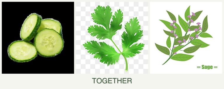 Can you plant cucumbers, parsley and sage together?