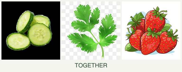 Can you plant cucumbers, parsley and strawberries together?