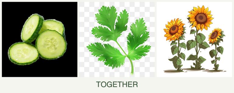 Can you plant cucumbers, parsley and sunflowers together?