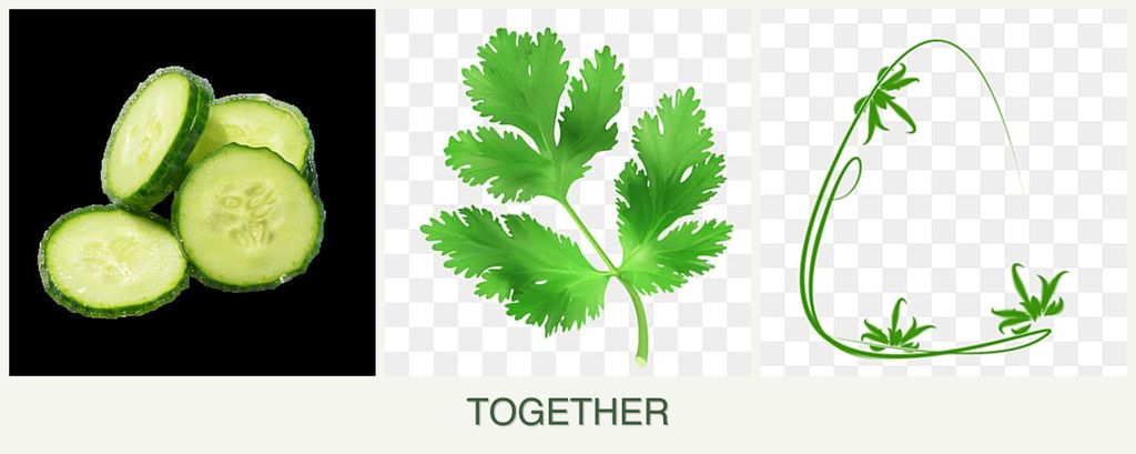 Can you plant cucumbers, parsley and tarragon together?