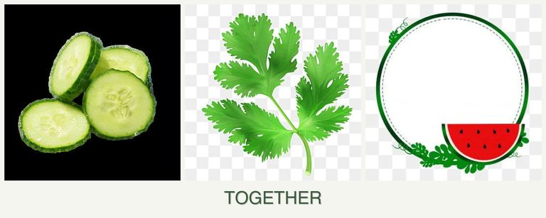 Can you plant cucumbers, parsley and watermelons together?