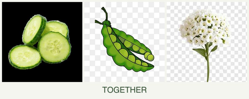 Can you plant cucumbers, peas and alyssum together?