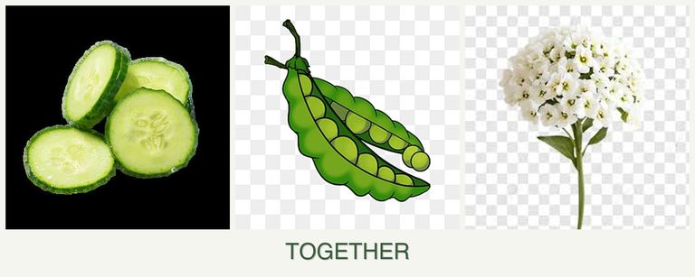 Can you plant cucumbers, peas and alyssum together?