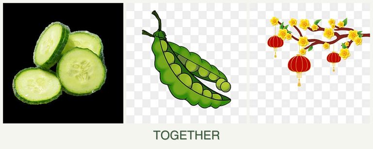 Can you plant cucumbers, peas and apricots together?