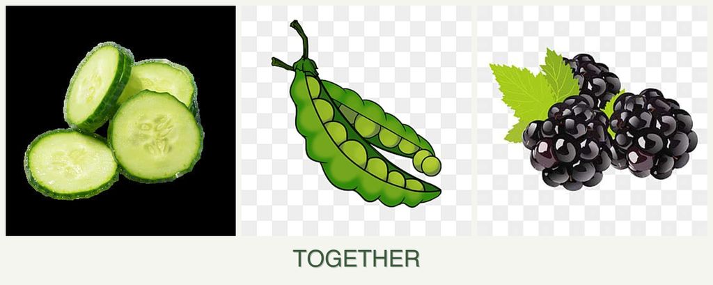 Can you plant cucumbers, peas and blackberries together?