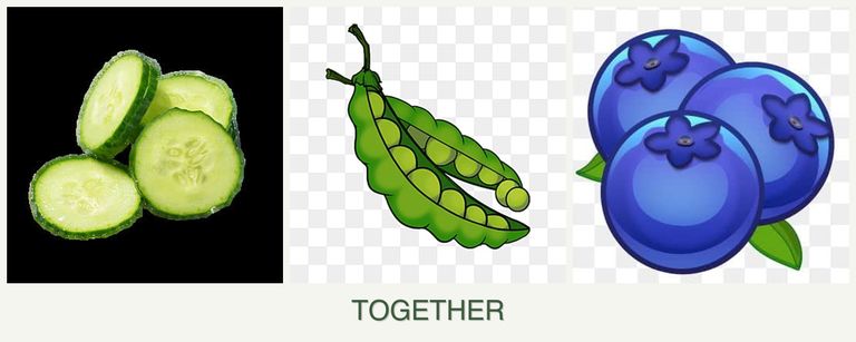 Can you plant cucumbers, peas and blueberries together?