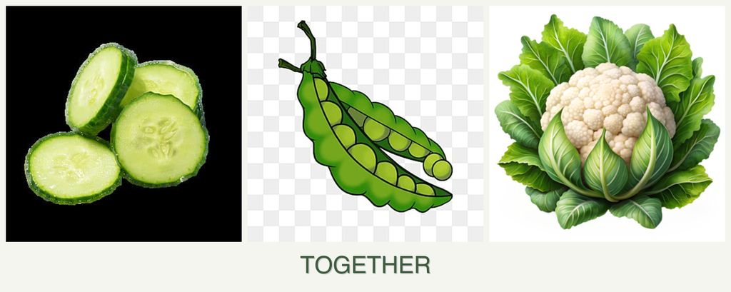 Can you plant cucumbers, peas and cauliflower together?