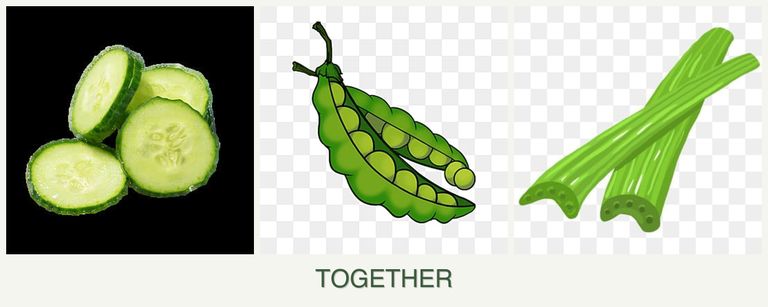 Can you plant cucumbers, peas and celery together?