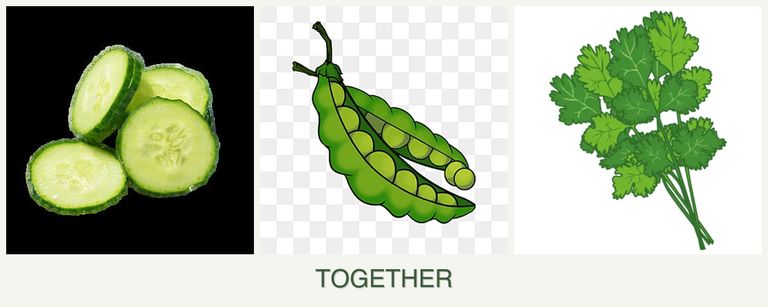 Can you plant cucumbers, peas and cilantro together?