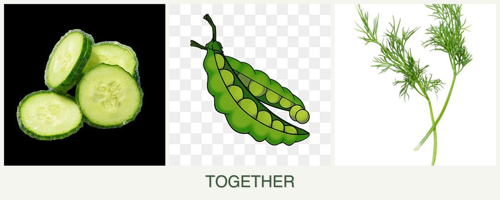 Can you plant cucumbers, peas and dill together?