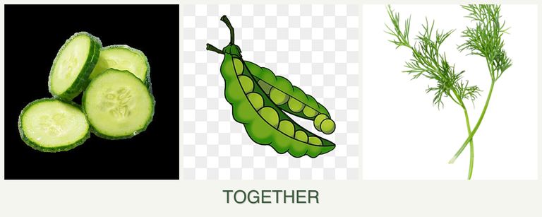 Can you plant cucumbers, peas and dill together?