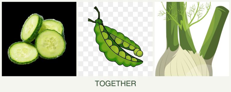 Can you plant cucumbers, peas and fennel together?
