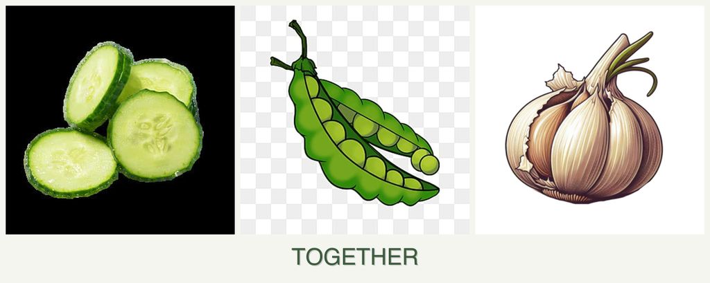 Can you plant cucumbers, peas and garlic together?
